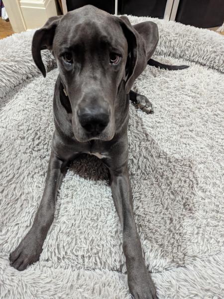 Duke formally known as Scooby