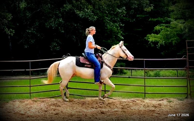 💚Prince💚Meet Prince: Your Dream Riding Partner! 👑