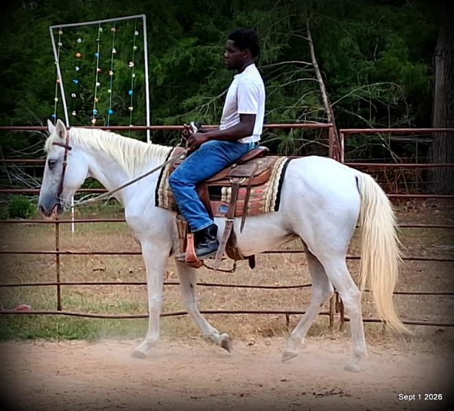 💛 🐴 Wisp • Beginner Safe, Smooth & Gentle Trail Mare 💛