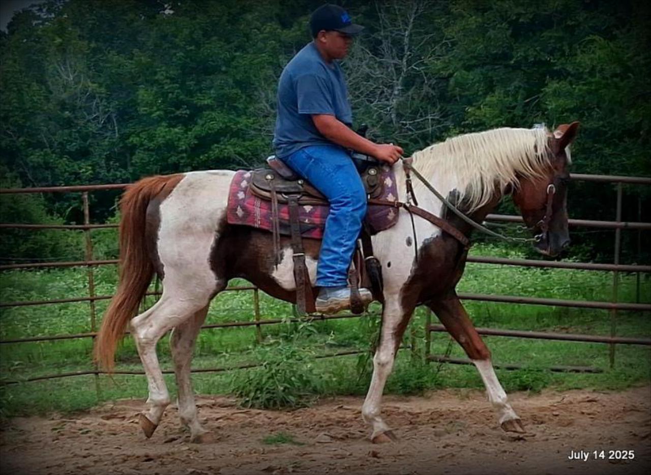 Jazzy – Beautiful Paint Mare with a Heart of Gold