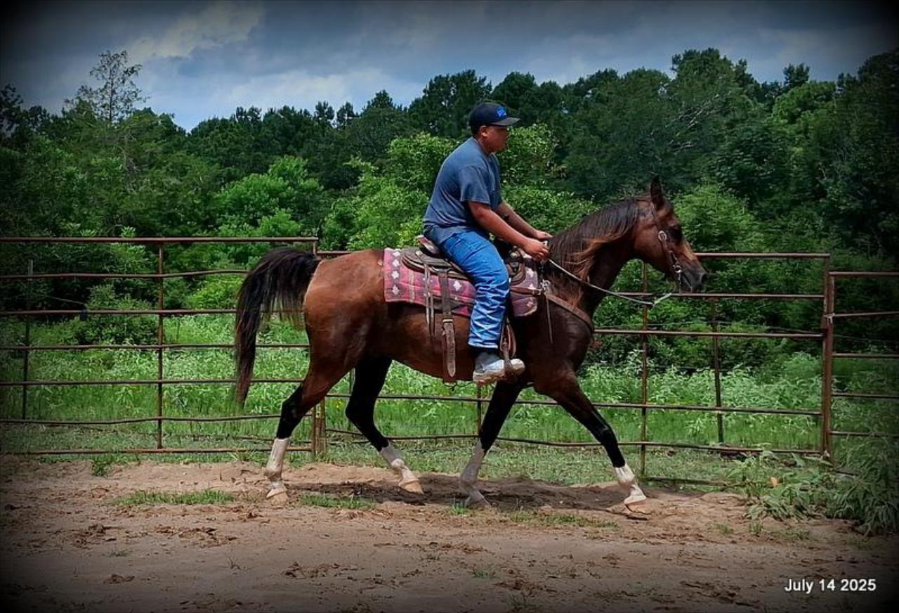 Cash- 11 Year Old Arabian Cross