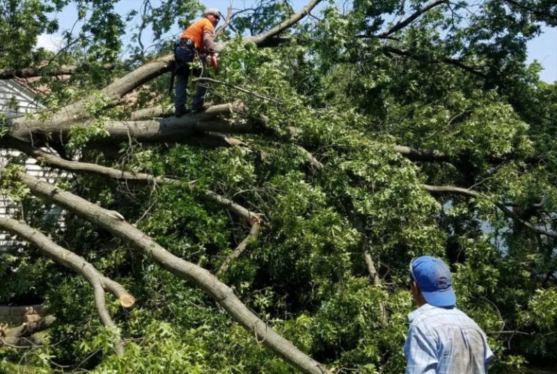 Tree Removal in Brandon