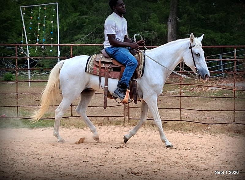 💛 🐴 Wisp • Beginner Safe, Smooth & Gentle Trail Mare 💛
