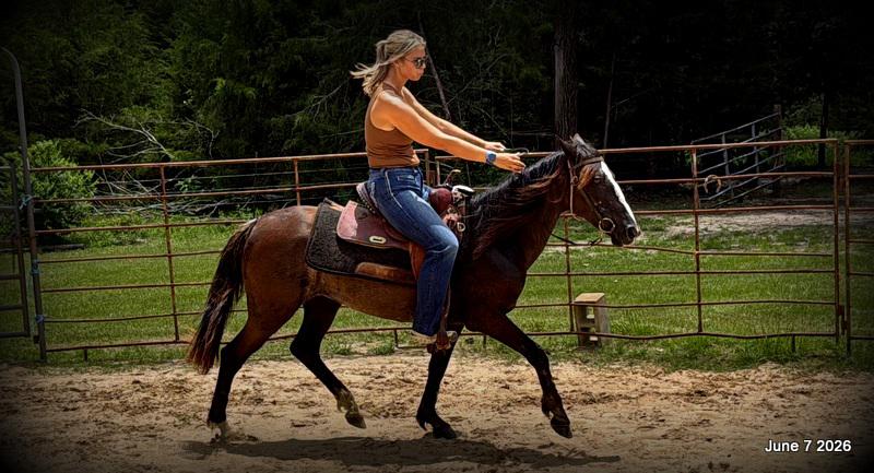 💛Bugs💛Smooth-Gaited Trail Mare 🌟