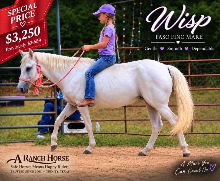 💛 Wisp | 7-Day Special • Beginner-Safe Paso Fino Mare