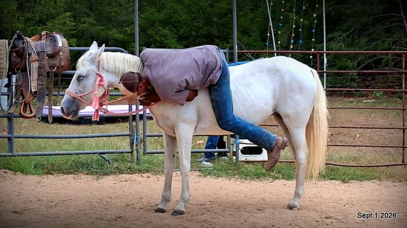 💛 🐴 Wisp • Beginner Safe, Smooth & Gentle Trail Mare 💛