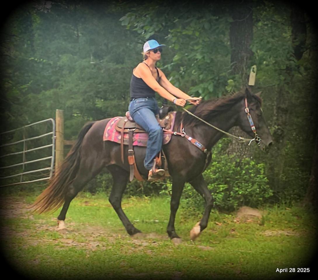 Midnight ***Gentle, Gaited Trail Gelding