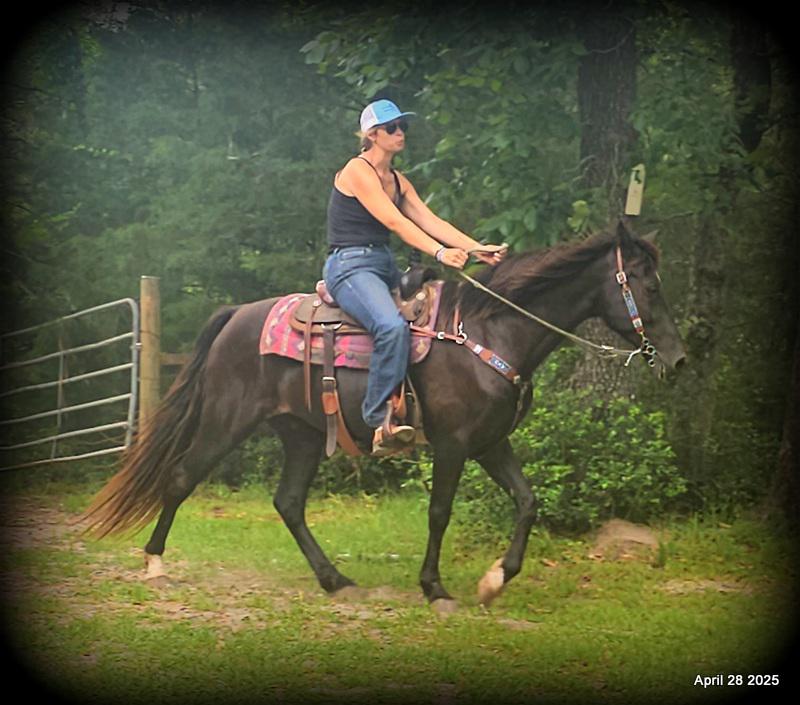 Midnight ***Gentle, Gaited Trail Gelding