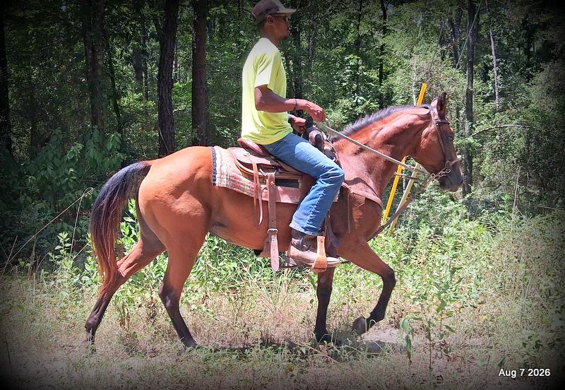 💚Sable • Beginner Safe & Family Safe Mare💚
