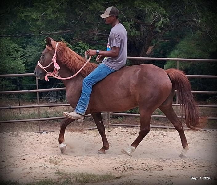 💚🐴 Cricket • Kid Safe & Beginner Safe Family Mare💚