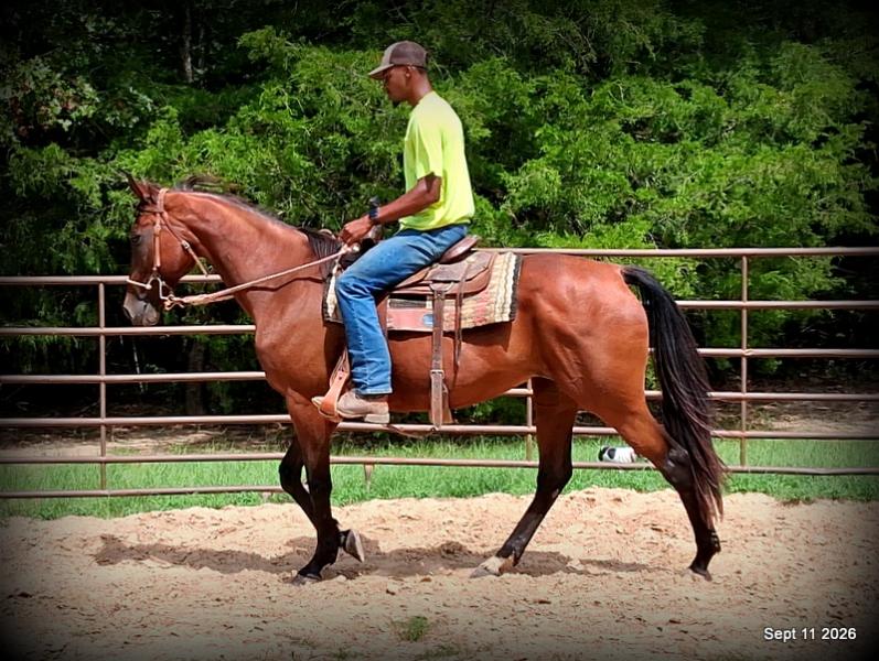 🧡 Jessica’s Beauty | Registered Standardbred Mare🧡