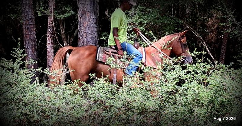 💚Blair • Beginner Safe, Seasoned Trail Mare💚