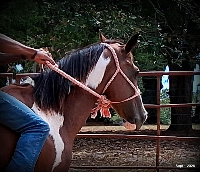 💛 🐴 Milly • Beginner Safe, Confident & Smooth Trail Mare💛