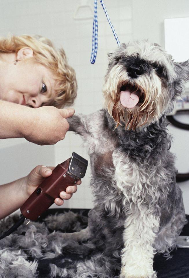 DCC will work with you to make a customized cleaning plan to clean your Dog Salon.
