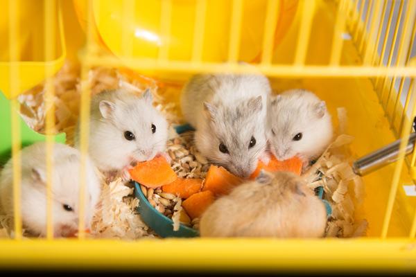 Small Pets & Animals
