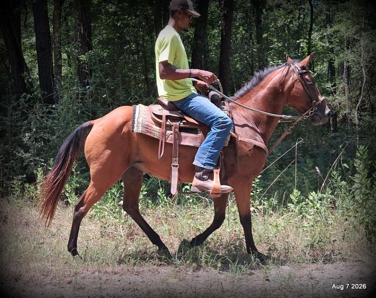💚Sable • Beginner Safe & Family Safe Mare💚