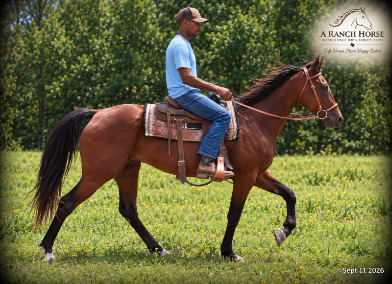 🧡 Jessica’s Beauty | English, Western & Trail Mare🧡