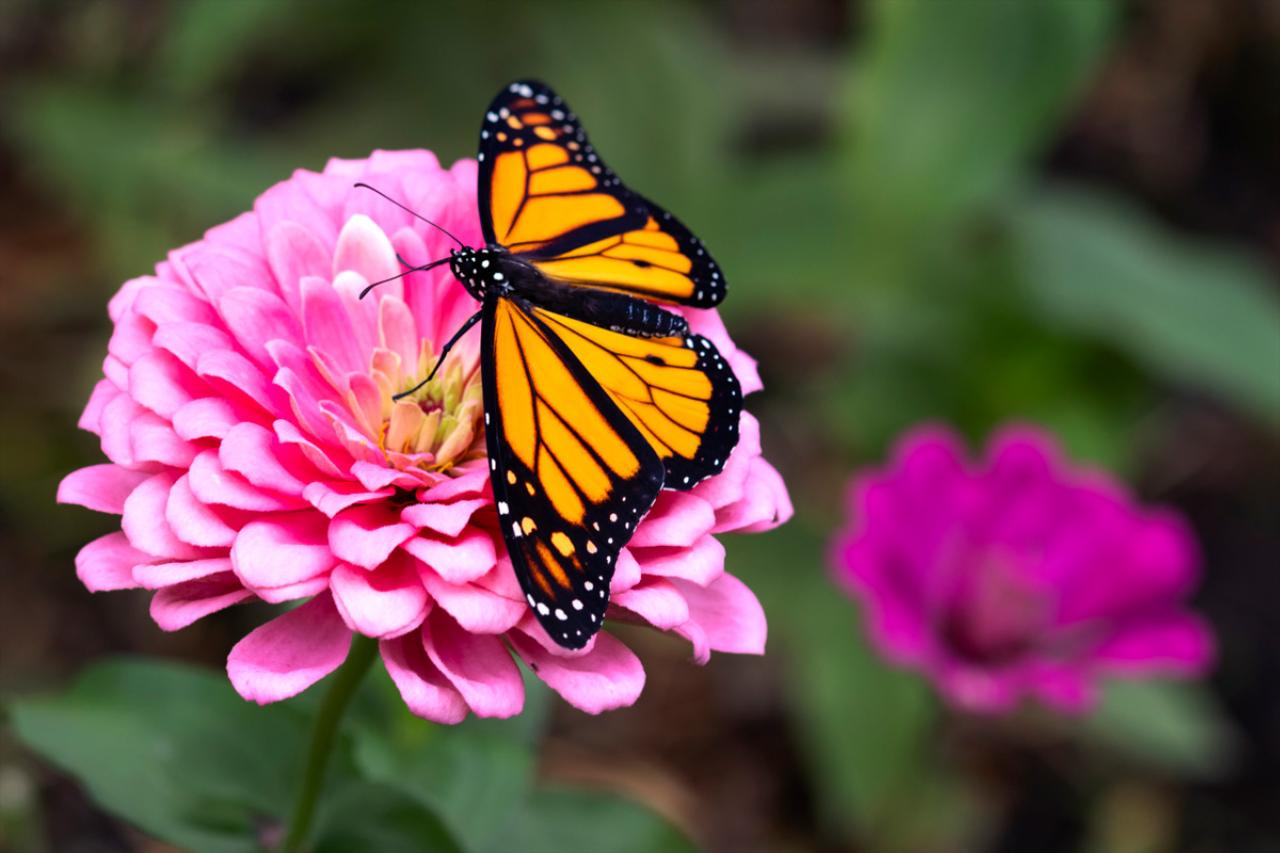 Help to Save the Monarch Butterfly