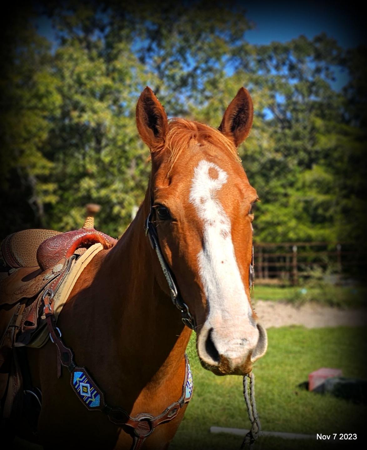 Levi