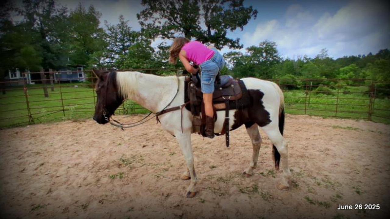 Meet Patrick – The Perfect Family Gelding!