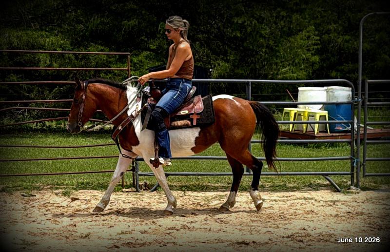 🧡Coca🧡Solid, Sensible Trail Mare 🌟