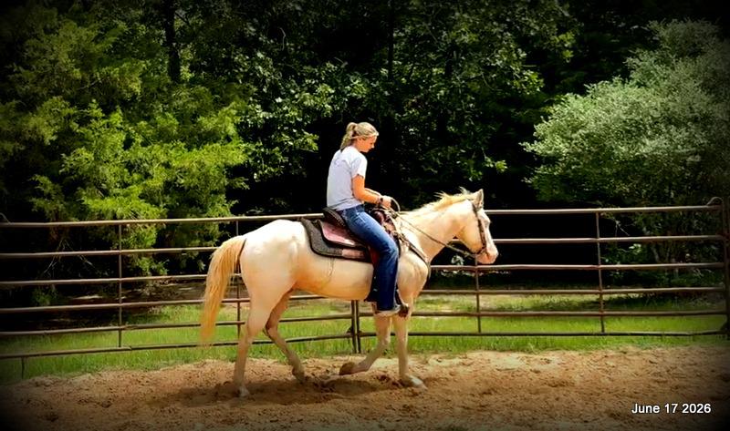 💚Prince💚Meet Prince: Your Dream Riding Partner! 👑
