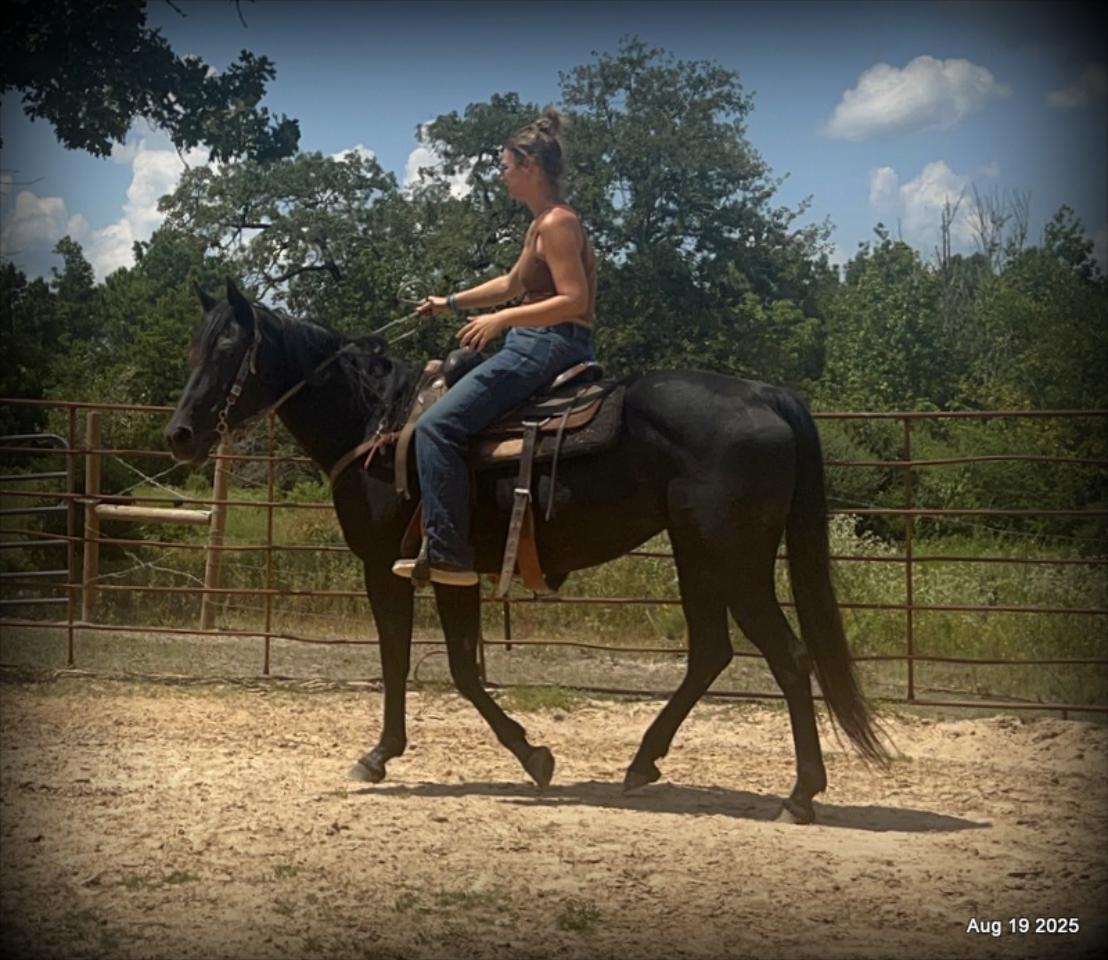 For Sale: Raven – 15-Year-Old Black Mare