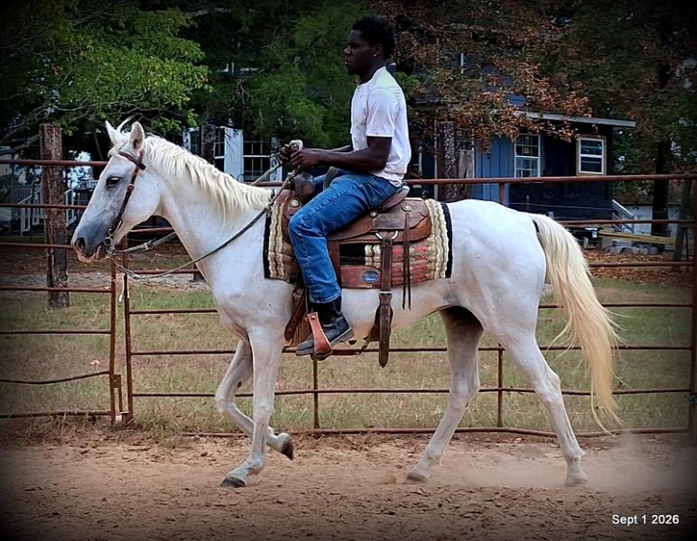 💛 🐴 Wisp • Beginner Safe, Smooth & Gentle Trail Mare 💛