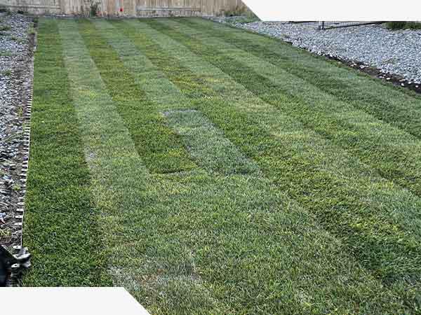 Sod/Turf Installation