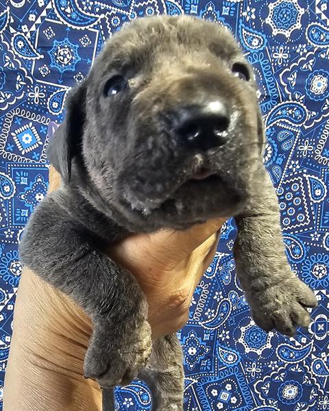 Blue Male Yellow Collar