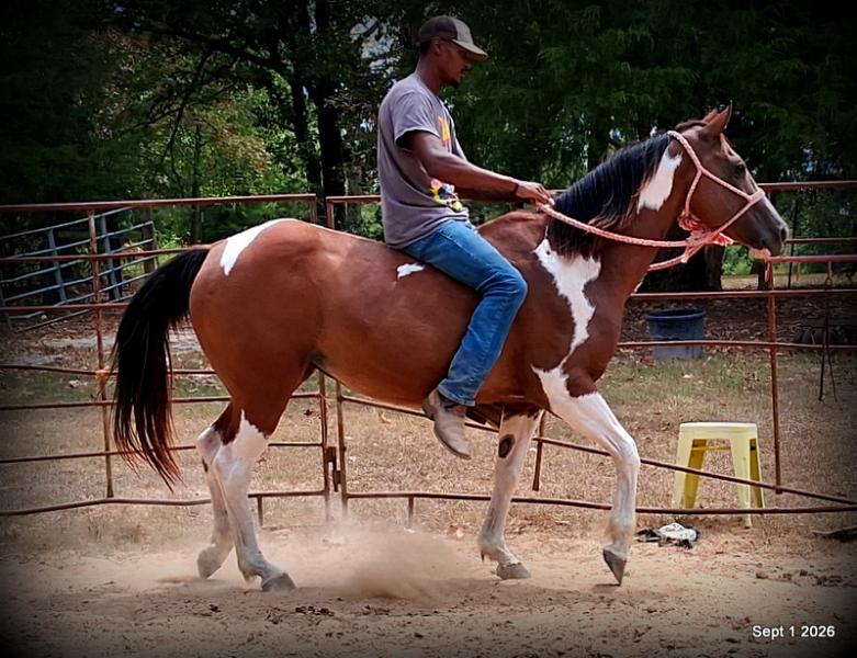 💛 🐴 Milly • Beginner Safe, Confident & Smooth Trail Mare💛