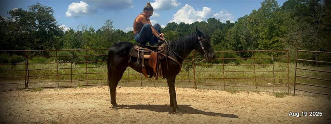 For Sale: Raven – 15-Year-Old Black Mare