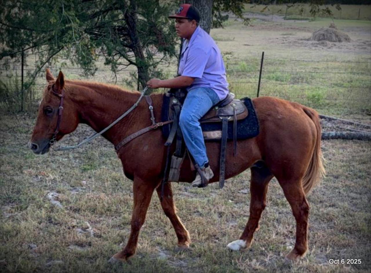 Biggie – Ranch-Tested, Family-Safe, and Ready to Ride!