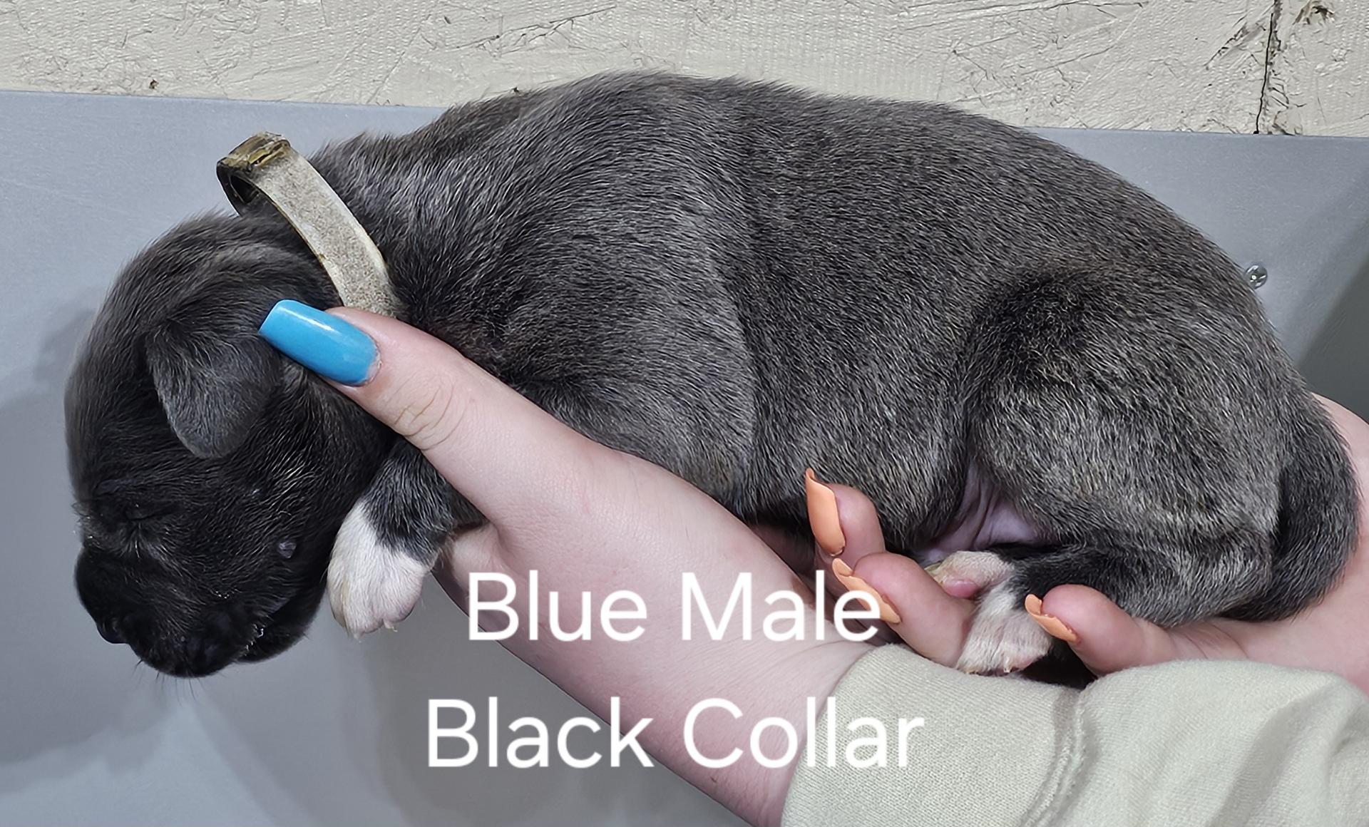 Blue Male Black Collar (SOLD)