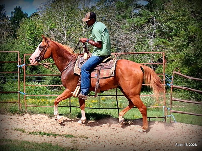 💚 Rocky | Kid-Safe Family Trail Gelding