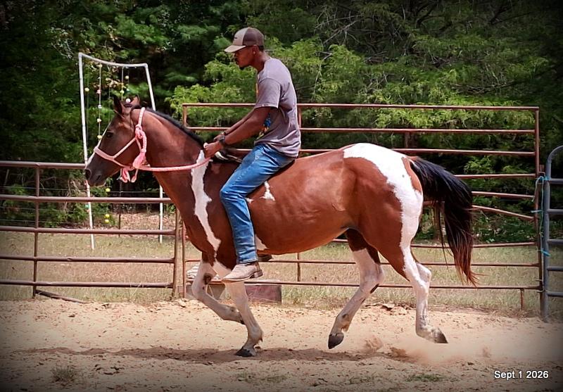 💛 🐴 Milly • Beginner Safe, Confident & Smooth Trail Mare💛
