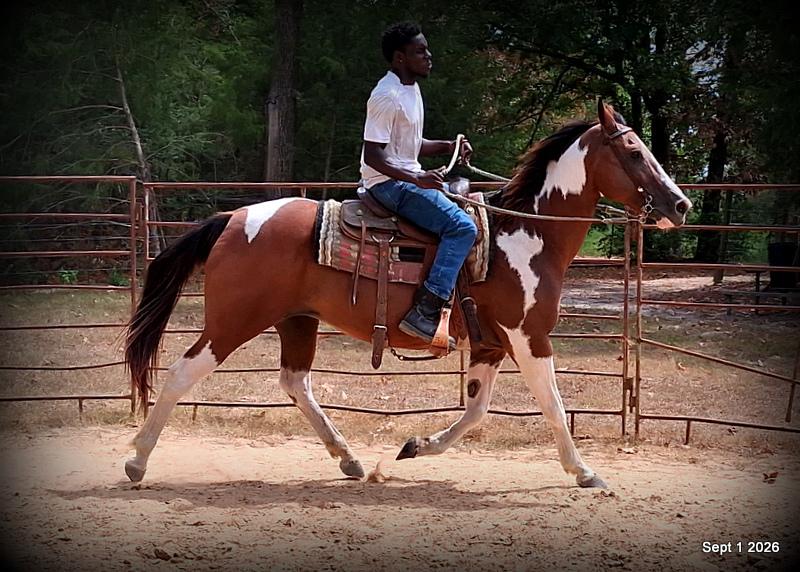 💛 🐴 Milly • Beginner Safe, Confident & Smooth Trail Mare💛