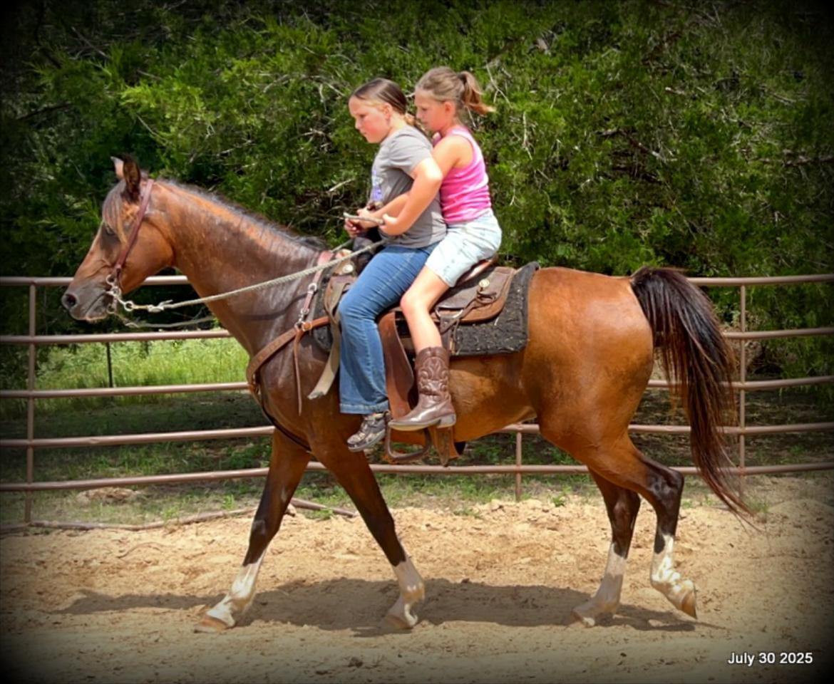 Cash- 11 Year Old Arabian Cross