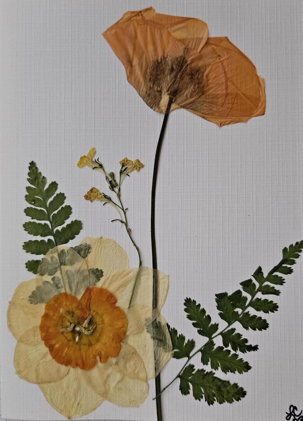 Elegance Series Cards 10 pack print cards