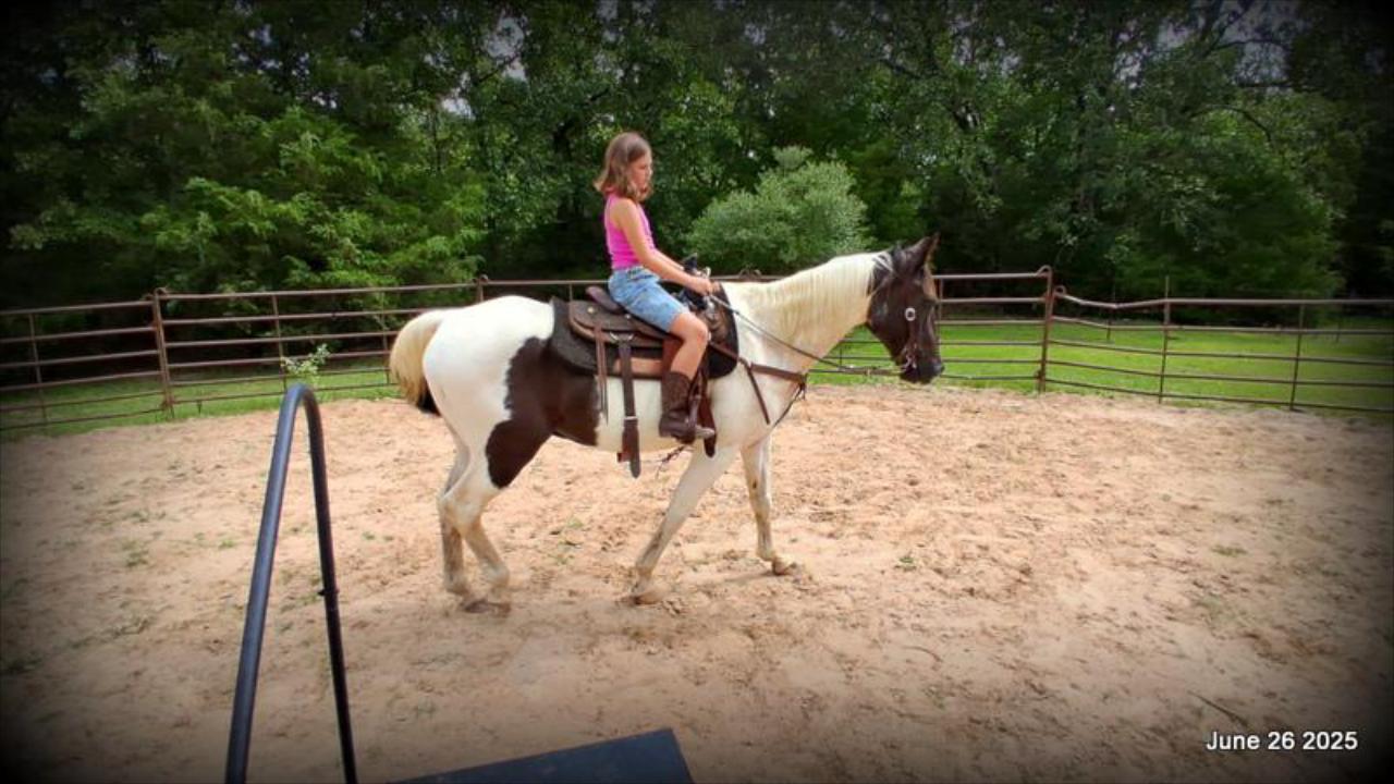 Meet Patrick – The Perfect Family Gelding!