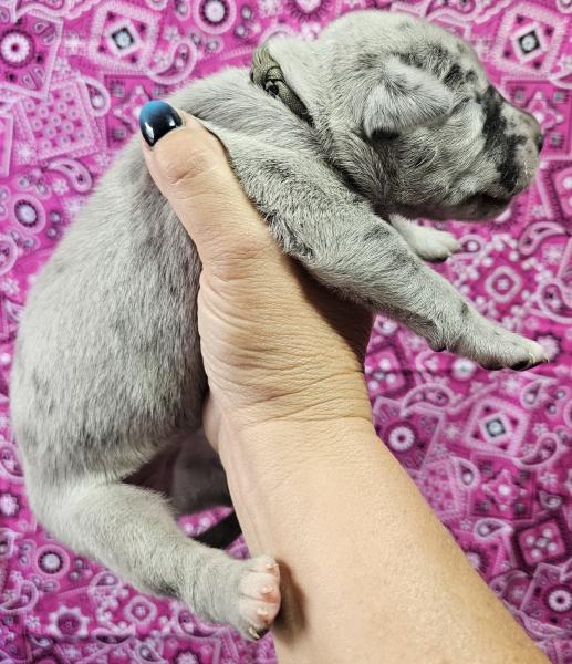 Blue Merle Female Gray Collar