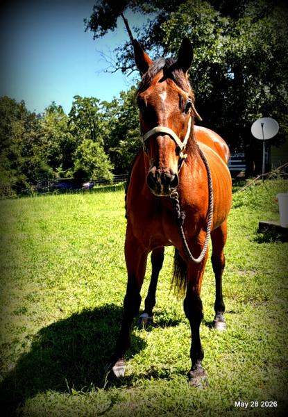 💚Jasper💚Your Perfect Riding Companion!