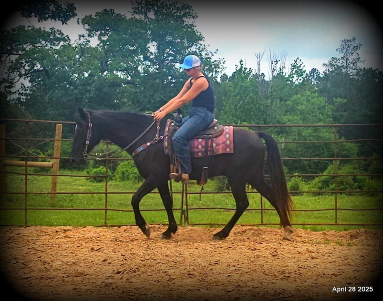 Midnight ***Gentle, Gaited Trail Gelding