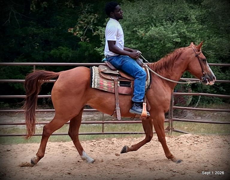 💚🐴 Brandy • Kid Safe, Family Safe & Dependable Quarter Horse Mare💚