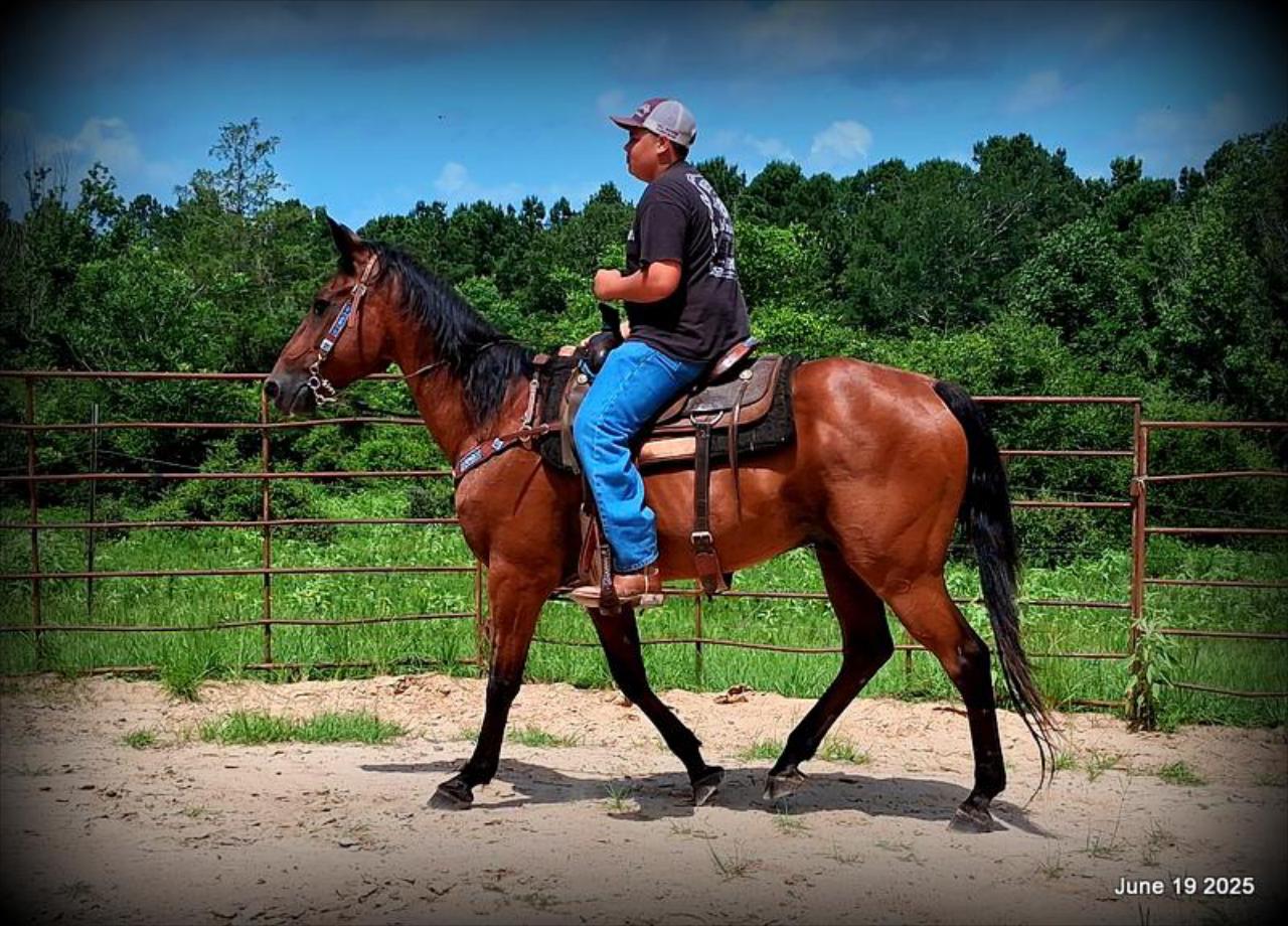 Sammy – A Comeback Story with a Heart of Gold