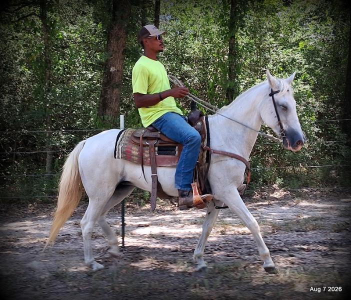 💚Wisp • Beginner Safe, Smooth & Dependable Trail Mare💚