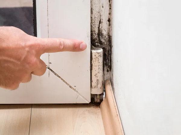 Mold Inspection, Removal, and Remediation