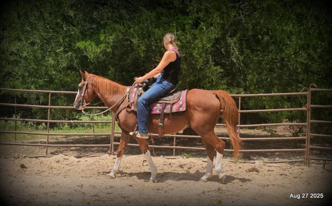 Cooper Amazing Beginners Horse