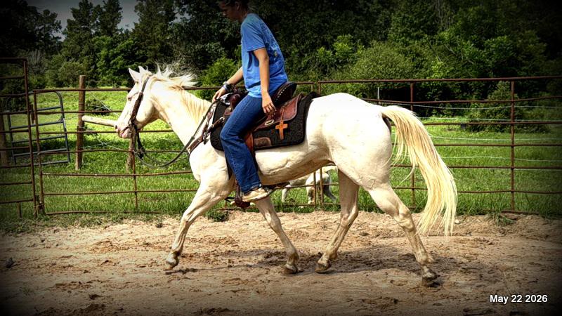 💚Prince💚Meet Prince: Your Dream Riding Partner! 👑