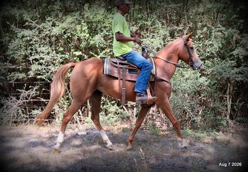 💚Blair • Beginner Safe, Seasoned Trail Mare💚